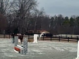 Savannah Smiles Large Pony For Sale