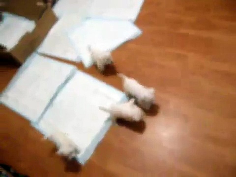 12 westie pups