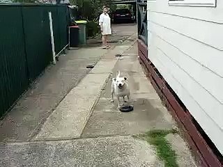 Staffordshire bull terrier, attack