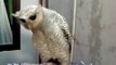 my cute barred eagle owl (bubo sumatranus)