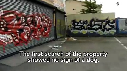 Beautiful Story: Homeless Blind Dog living in trashpile gets RESCUED!