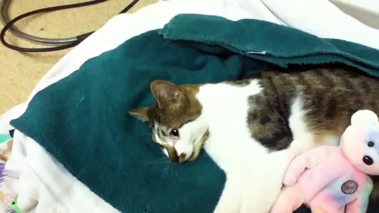 Cat Tripping Balls