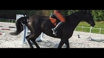 Mein Pferd - Mein Champion!