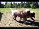 Caucasian Shepherd Puppies for sale - Elbrus Kennel USA