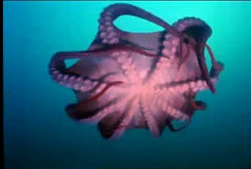 Octopus Swimming