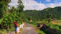 Virtual Treadmill Walks - Fitness Journeys: Balinese Ricefields - Counrty Life track