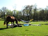 Horse Obstacle training