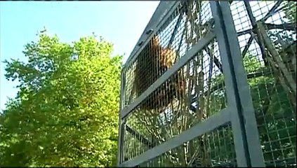 Baby Orangutan Big Hit At KC Zoo