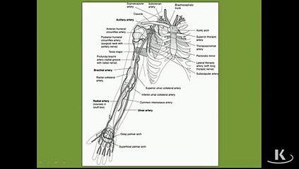 Gross Anatomy ArterialSupply_mpeg4
