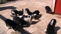 9 Alaskan Malamute Puppies howling-3 weeks old