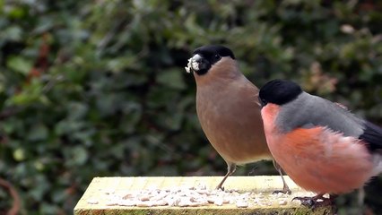 Beautiful Male and Female Bullfinches - Female Bullfinch is Boss