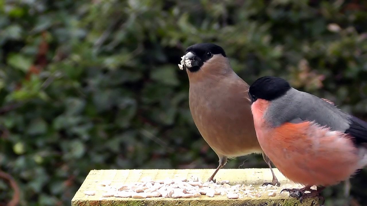 Beautiful Male and Female Bullfinches - Female Bullfinch is Boss