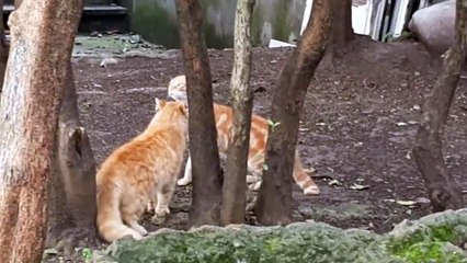 Bugüne Kadarki En Ölümcül Kedi Kavgası