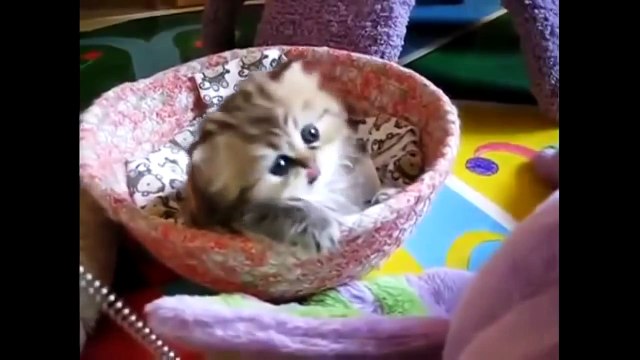 Котята, Милые и Смешные Котики, Прикол