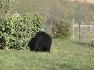 chiot terre neuve 3 mois