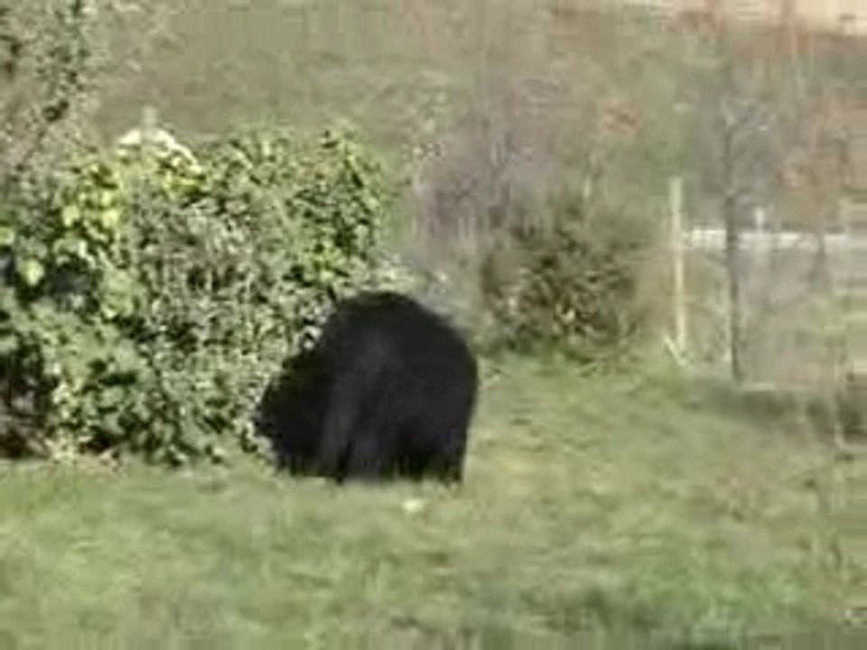 chiot terre neuve 3 mois