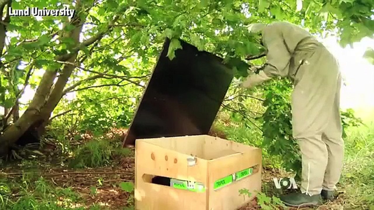 Effects of Pesticides on Honey Bees - the Dangerous Effects of Neonicotinoid Pesticides