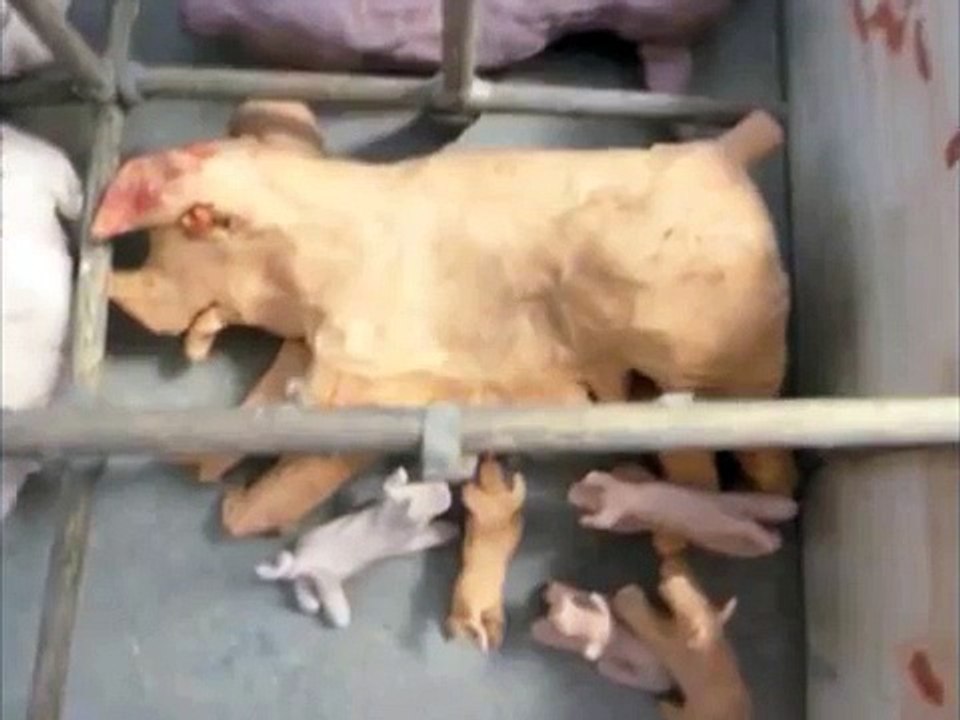 Gestation Crate Pigs, Locked Up Hell