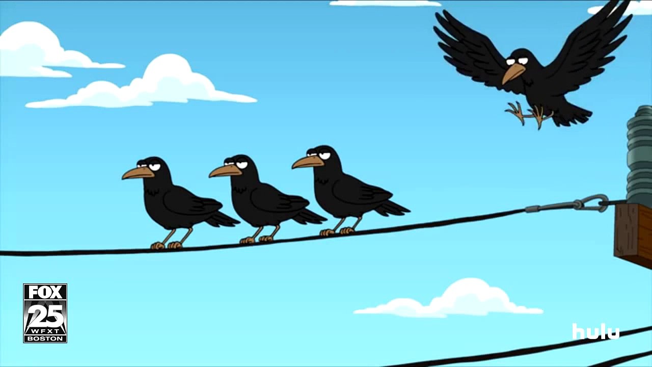Crows "Full Of Corn"