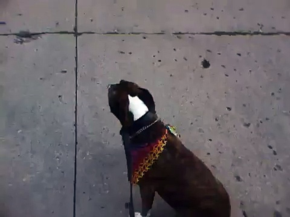 Rollerblading with my dog