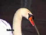 Cisne vulgar ( Cygnus olor )