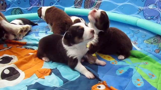 Australian Shepherd Puppies 2-1/2 weeks old