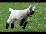 Cute Baby Goats Videos