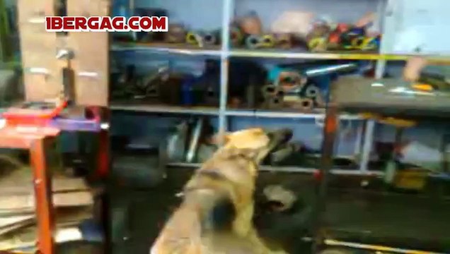 Le chien qui fait chier كلب جر على الخدامة