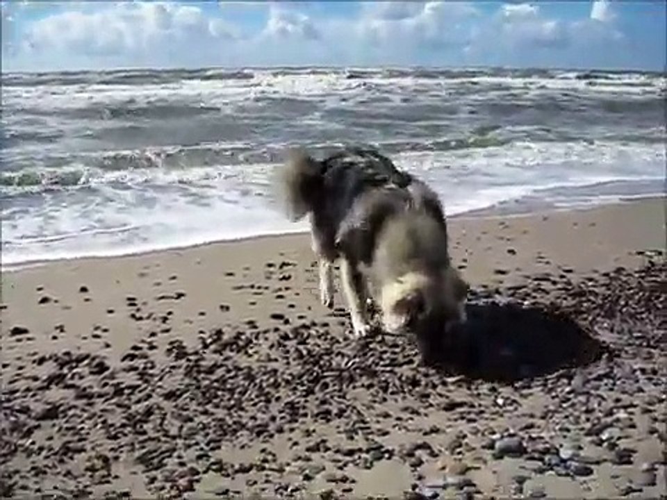 Die Strandpiraten - der Film