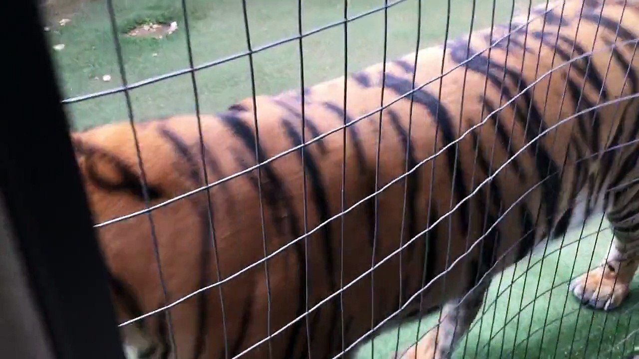 Ozzy's grave ,He will be buried at home !