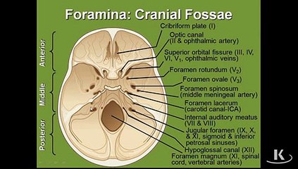 Gross Anatomy Cranium_mpeg4