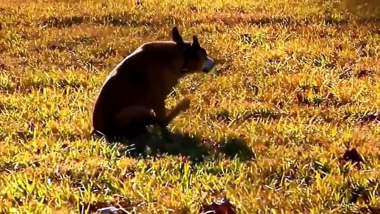 funny dog videos funny animal videos funny dog videos talking   funny dog videos for kids crazy dogs