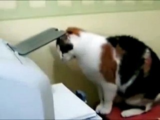 chat photocopieur
