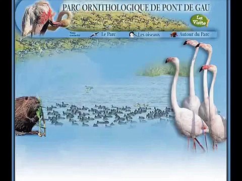 Flamants roses du parc ornithologique du Pont de Gau