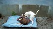 Rare American Breed Top Quality Terrier Pit Bull Pet Dogs Trying To Mate