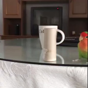 Bird unimpressed with own trick?syndication=228326