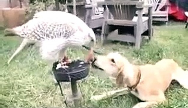 ► Lustige Videos Fail Compilation ►Streiche und Lustige Katzen Videos Neue Lustige V