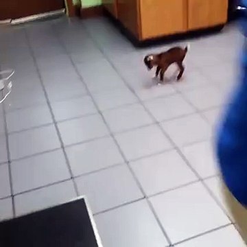 Baby goat taking his first steps?syndication=228326