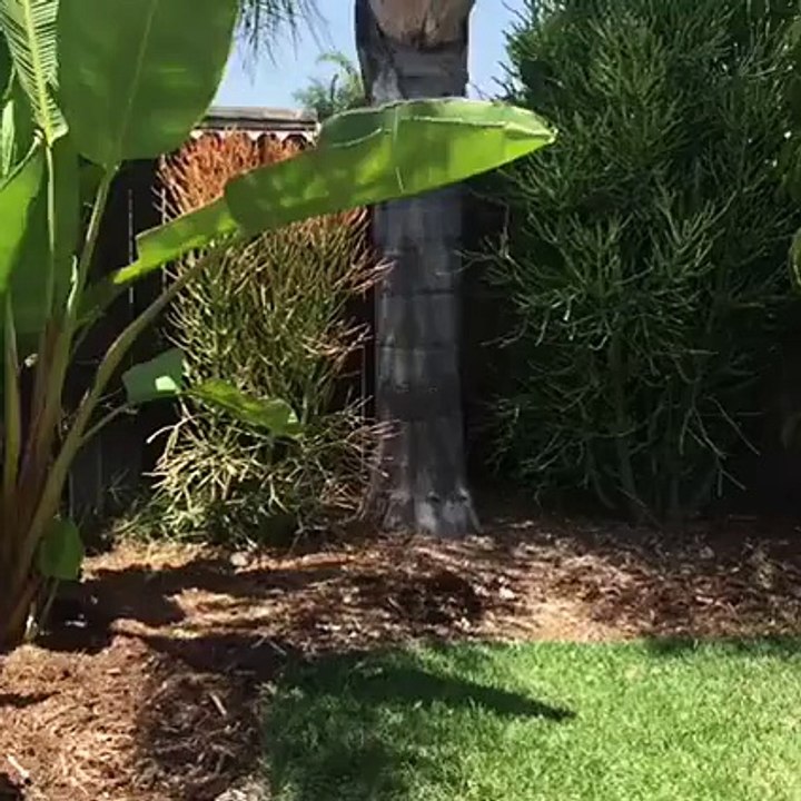 First let me hop out the mower of the lawn?syndication=228326