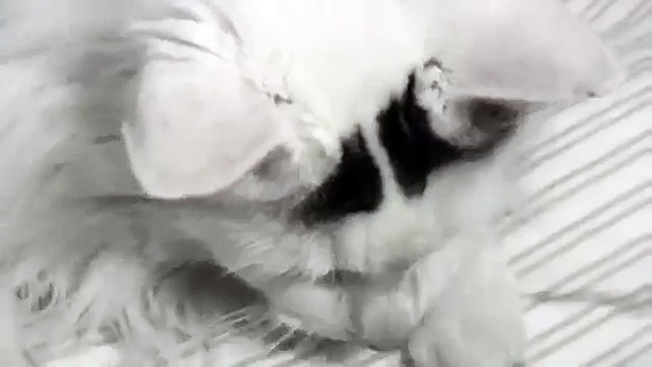 Cute Cat