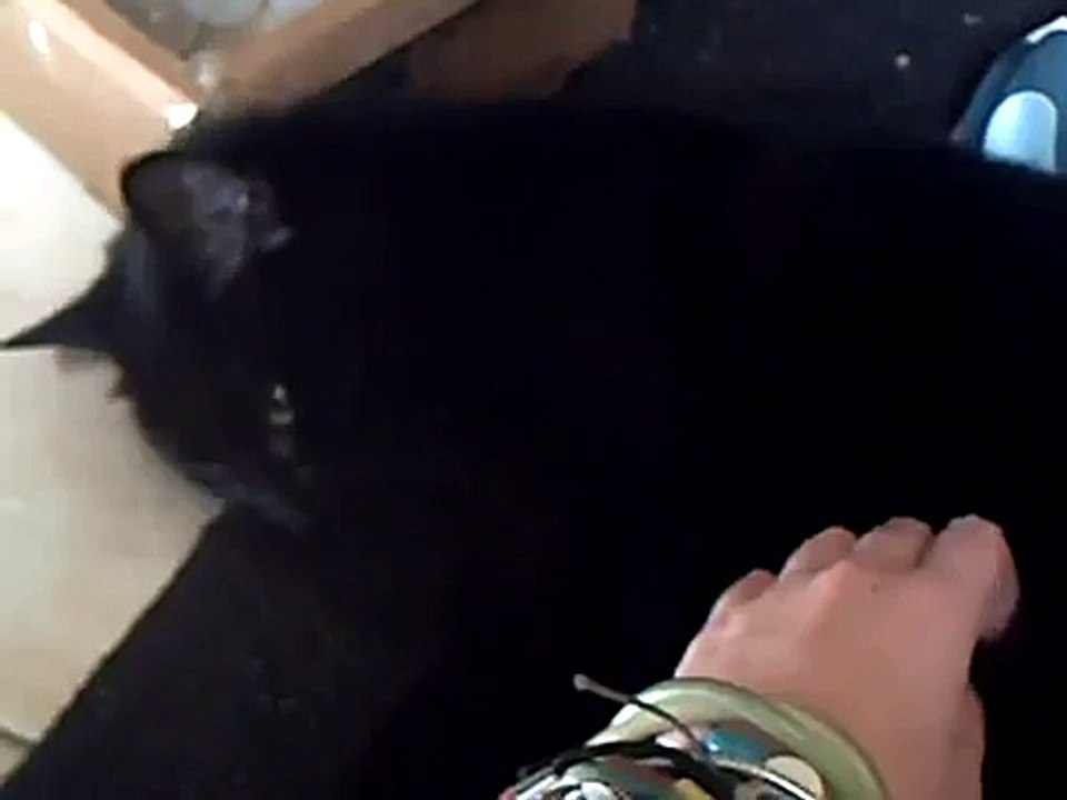 'Call Me Maybe' Kitty Parody