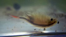 ホウネンエビの産卵（Fairy shrimp spawning）