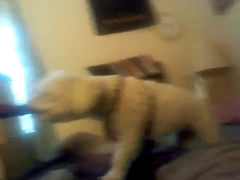 Funny dog