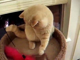 mr peanut noms a treat