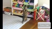 funny cat kicking itself  funny cat karate  funny cat keyboard  funny cat kitten videos