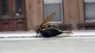 Wasp vs Cicada