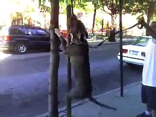Blue Nose Pit Bull Locks Up on Tree Branch!