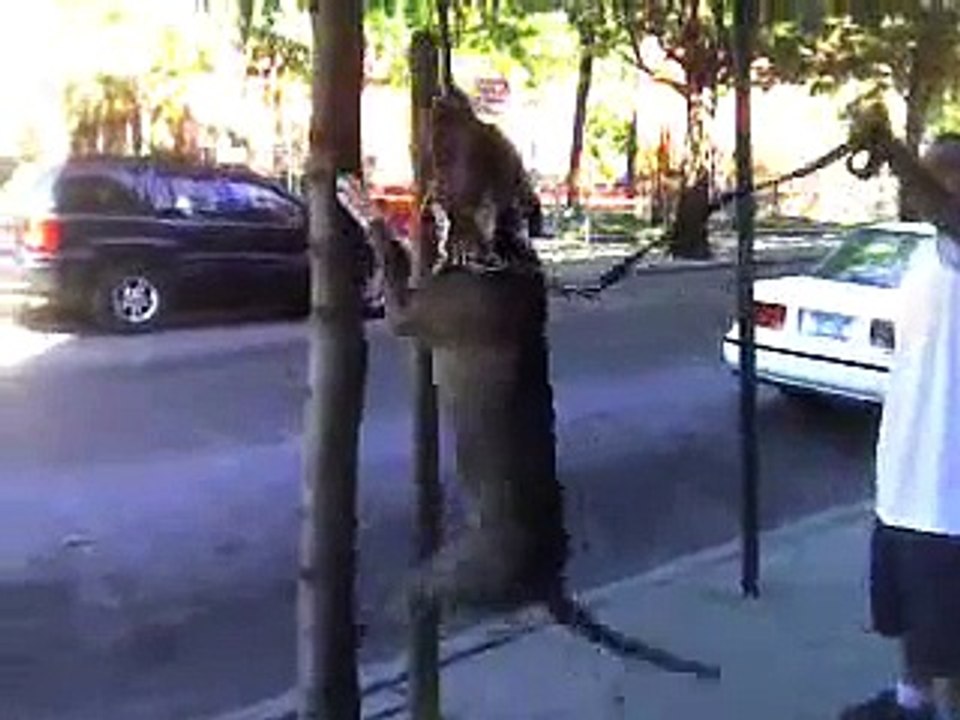 Blue Nose Pit Bull Locks Up on Tree Branch!