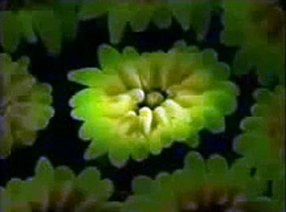 (HD 1080p) Raptor Force- Animal Documentary