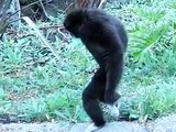 White Handed Gibbon: Stand Walk Leap Sit